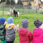 Przedszkolaki z Brzezia w gospodarstwie