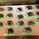 Dzień Jeża w przedszkolu w Targowisku