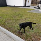 Piesek czeka na swojego właściciela