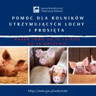Pomoc dla utrzymujących lochy i prosięta – na razie blisko 2 tys. wniosków trafiło do ARiMR  