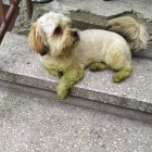 Gdzie jest Gizmo?