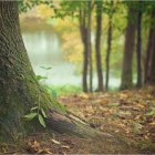 Porozumienie w sprawie powierzenia prowadzenia niektórych spraw z zakresu nadzoru nad gospodarką leśną