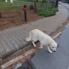 Pieski czekają na swojego właściciela
