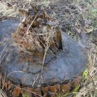 Światowy Dzień Mokradeł w Gminie Kłaj