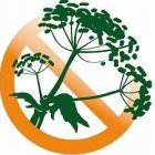 Projekt „Środowisko bez Barszczu Sosnowskiego”