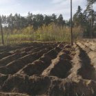 LAS TO NIE TYLKO DRZEWA