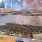 Lekcja zoologii w SP Brzezie.