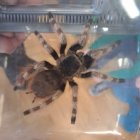Lekcja zoologii w SP Brzezie.