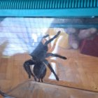 Lekcja zoologii w SP Brzezie.