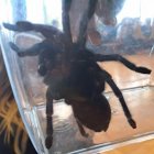 Lekcja zoologii w SP Brzezie.