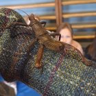 Lekcja zoologii w SP Brzezie.