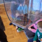 Lekcja zoologii w SP Brzezie.