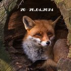 Komunikat-szczepienie lisów