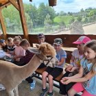 Wycieczka przedszkolaków z Grodkowic do AlpacaPark w Przebieczanach.