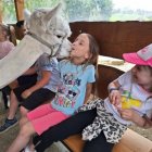 Wycieczka przedszkolaków z Grodkowic do AlpacaPark w Przebieczanach.