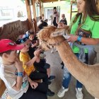 Wycieczka przedszkolaków z Grodkowic do AlpacaPark w Przebieczanach.