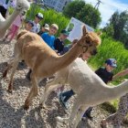 Wycieczka przedszkolaków z Grodkowic do AlpacaPark w Przebieczanach.