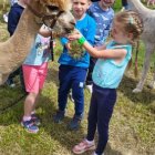 Wycieczka przedszkolaków z Grodkowic do AlpacaPark w Przebieczanach.