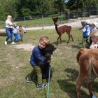 Wycieczka przedszkolaków z Grodkowic do AlpacaPark w Przebieczanach.