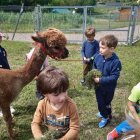 Wycieczka przedszkolaków z Grodkowic do AlpacaPark w Przebieczanach.