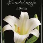  „Ci, których kochamy nie umierają nigdy, bo miłość, to nieśmiertelność”