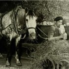 Oswoić Muzeum - "Koń - przyjaciel górnika"