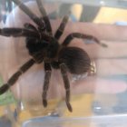 Żywa lekcja zoologii w Szkole Podstawowej i Przedszkolu w Grodkowicach – Edukacja przez doświadczenie.