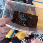 Żywa lekcja zoologii w Szkole Podstawowej i Przedszkolu w Grodkowicach – Edukacja przez doświadczenie.