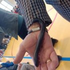 Żywa lekcja zoologii w Szkole Podstawowej i Przedszkolu w Grodkowicach – Edukacja przez doświadczenie.