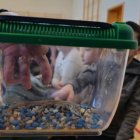 Żywa lekcja zoologii w Szkole Podstawowej i Przedszkolu w Grodkowicach – Edukacja przez doświadczenie.
