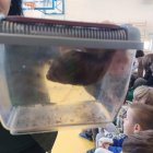 Żywa lekcja zoologii w Szkole Podstawowej i Przedszkolu w Grodkowicach – Edukacja przez doświadczenie.