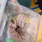 Żywa lekcja zoologii w Szkole Podstawowej i Przedszkolu w Grodkowicach – Edukacja przez doświadczenie.