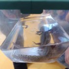 Żywa lekcja zoologii w Szkole Podstawowej i Przedszkolu w Grodkowicach – Edukacja przez doświadczenie.