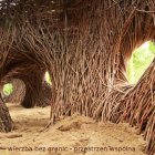 Zagłosuj na „Wierzbę bez granic”